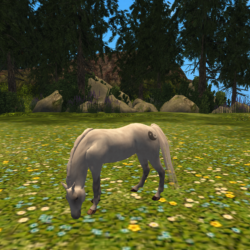 Beautiful grey DMB starter horse grazing in a field of flowers.
